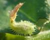 Cassida nebulosa